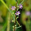 Lythrum_hyssopifolia_bd4793