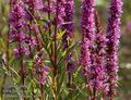Lythrum_salicaria_a505