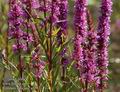 Lythrum_salicaria_a505