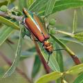 Lytta_vesicatoria_bg3245