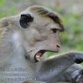 Macaca_radiata_fd9474