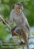 Macaca_radiata_fd9478