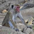 Macaca_radiata_fd9529