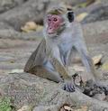 Macaca_radiata_fd9540