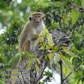 Macaca_radiata_fe0313