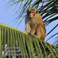 Macaca_radiata_fe0323