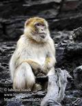 Macaca_sylvanus_fa0263