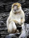 Macaca_sylvanus_fa0264