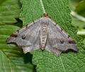 Macaria_alternata_cs7295s