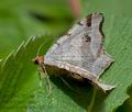 Macaria_alternata_cs7310s