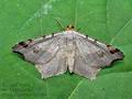 Macaria_alternata_cx1554s