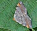 Macaria_liturata_bs0085