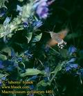 Macroglossum_stellatarum_44