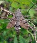 Macroglossum_stellatarum_br7304