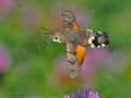 Macroglossum_stellatarum_ca1482