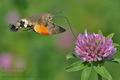 Macroglossum_stellatarum_ca1511