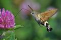 Macroglossum_stellatarum_ca1579