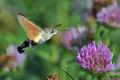 Macroglossum_stellatarum_ca1583