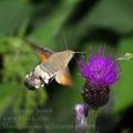 Macroglossum_stellatarum_ed3810