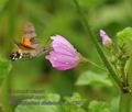 Macroglossum_stellatarum_hg7667