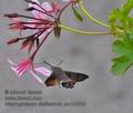 Macroglossum_stellatarum_pa123442