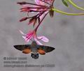 Macroglossum_stellatarum_pa123450