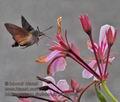 Macroglossum_stellatarum_pa123463