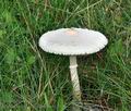 Macrolepiota_excoriata_bo5129