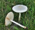 Macrolepiota_excoriata_bo5135