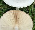 Macrolepiota_excoriata_bo5139