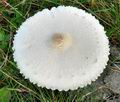 Macrolepiota_excoriata_bo5145