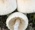 Macrolepiota_excoriata_bo5168