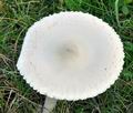 Macrolepiota_excoriata_bo5298