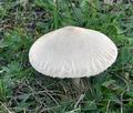 Macrolepiota_excoriata_bs8871