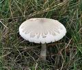 Macrolepiota_excoriata_bs8874