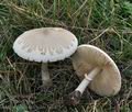 Macrolepiota_excoriata_bs8875