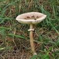 Macrolepiota_konradii_bk6856