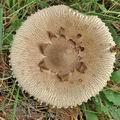 Macrolepiota_konradii_bk6864