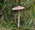 Macrolepiota_mastoidea_bv6995