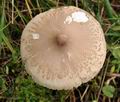 Macrolepiota_mastoidea_bv7001