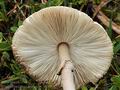 Macrolepiota_mastoidea_bv7011