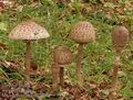 Macrolepiota_procera_a7064