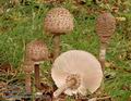 Macrolepiota_procera_a7070