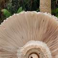 Macrolepiota_procera_bd0800