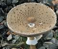 Macrolepiota_procera_bm9295