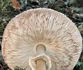 Macrolepiota_procera_bm9305