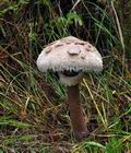 Macrolepiota_procera_ca3453