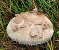 Macrolepiota_procera_ca3459