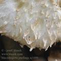 Macrolepiota_puellaris_aj1699