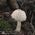 Macrolepiota_puellaris_aj2001